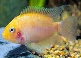 Cichlasoma Nigrofasciatum gold Amatitlania nigrofasciata Cichlasoma Nigrofasciatum gold
Amatitlania nigrofasciata