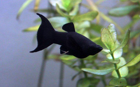 MIKROGEOPHAGUS RAMIREZI MIKROGEOPHAGUS RAMIREZI