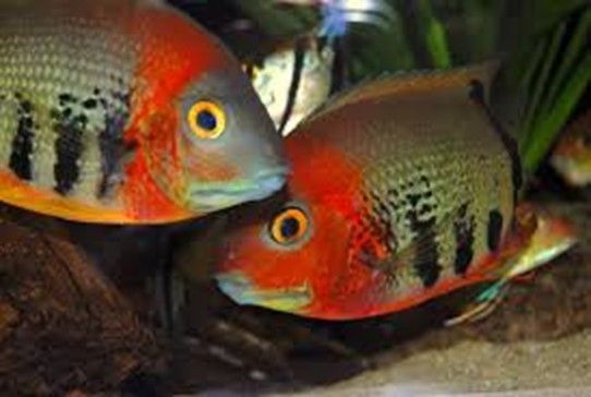 HEROS EFASCIATUS HEROS EFASCIATUS