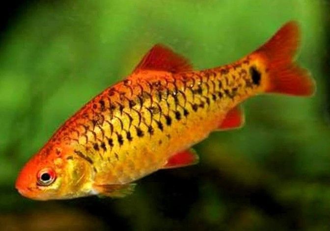 Barbus schuberti Barbus schuberti