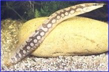 Mastacembelus armatus Anguille épineuse zig-zag