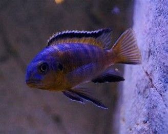 TROPHEOPS TROPHEOPS MAKOKOLA REEF TROPHEOPS TROPHEOPS MAKOKOLA REEF