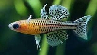 Pseudomugil gertrudae Pseudomugil gertrudae