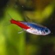 NEON BLEU - NEON TETRA (Paracheirodon Innesi) 0.90 €  NEON BLEU - NEON TETRA (Paracheirodon Innesi)