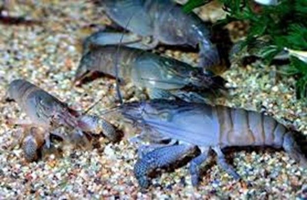 CREVETTE BLEU DU GABON CREVETTE BLEU DU GABON