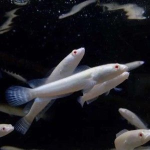 CHANNA STRIATA GOLD ALBIN LE POISSON A TETE DE SERPENT CHANNA STRIATA GOLD ALBIN LE POISSON A TETE DE SERPENT