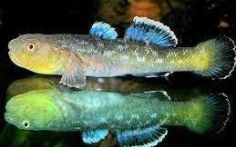 CHLAMYDOGOBIUS EREMIUS CHLAMYDOGOBIUS EREMIUS