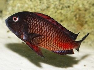 Tropheus Moorïï Red Moliro Tropheus Moorïï
Red Moliro