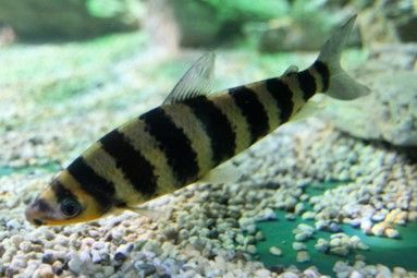 LEPORINUS AFFINIS LEPORINUS AFFINIS