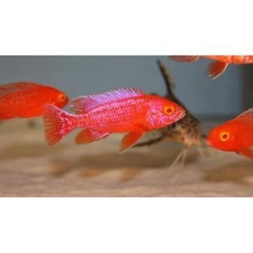 Aulonocara Hybrid sp. Strawberry Red Eyes Aulonocara Hybrid sp. Strawberry Red Eyes