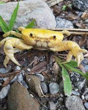 Gold Crabe Banana   « Terrathelphusa cf. chilensis»