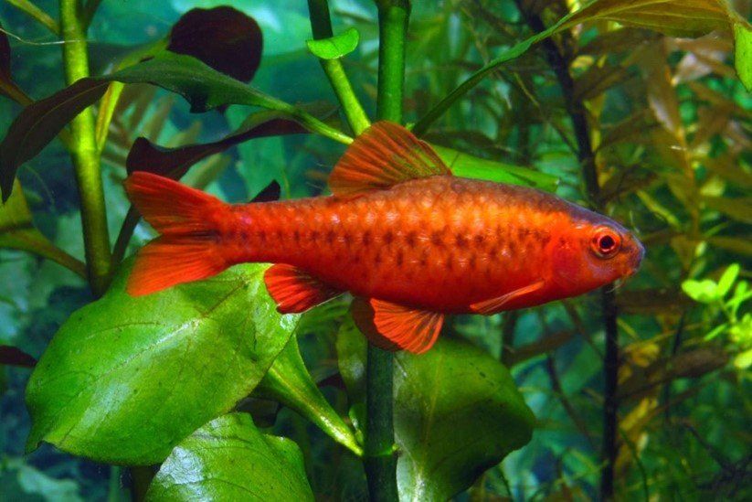 barbus cerise barbus cerise