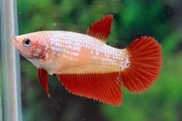Betta splendens Halfmoon « femelle » Betta splendens Halfmoon « femelle »