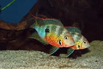 THORICHTHYS ELLIOTI MACULIPINNIS THORICHTHYS ELLIOTI MACULIPINNIS