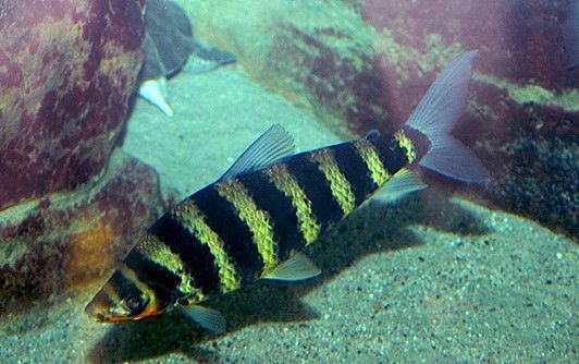 LEPORINUS MACULATUS LEPORINUS MACULATUS