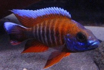Aulonocara jacobfreibergi Aulonocara jacobfreibergi