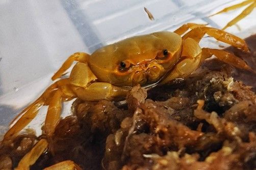 Gold Crabe Banana « Terrathelphusa cf. chilensis»