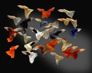 guppy Endler Poecilia wingei guppy Endler Poecilia wingei