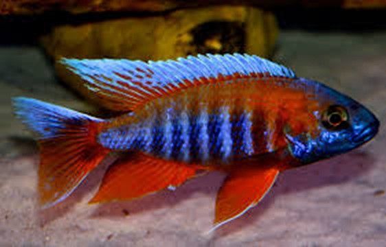 Aulonocara jacobfreibergi Aulonocara jacobfreibergi