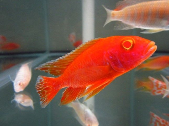 Aulonocara Hybrid sp. Strawberry Red Eyes Aulonocara Hybrid sp. Strawberry Red Eyes