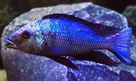 FOSSOROCHROMIS ROSTRATUS FOSSOROCHROMIS ROSTRATUS