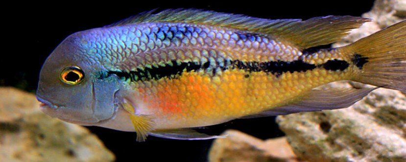 HYPSOPHRYS NICARAGUENSIS HYPSOPHRYS NICARAGUENSIS