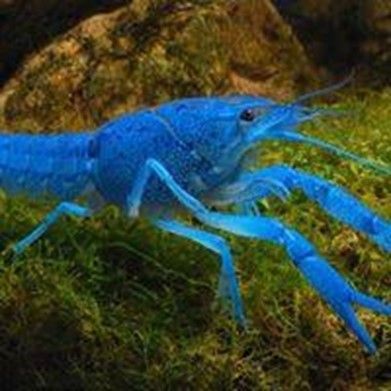 ECREVISSE BLEUE DE FLORIDE ECREVISSE BLEUE DE FLORIDE
