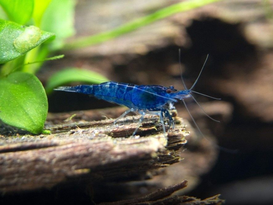 CREVETTE NEOCARIDINA HETEROPODA BLUE VELVET CREVETTE NEOCARIDINA HETEROPODA BLUE VELVET