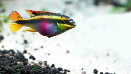 PELVICACHROMIS KRIBENSIS PELVICACHROMIS KRIBENSIS