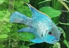 ANDINOACARA PULCHER ELECTRIC BLUE (acara bleu) ANDINOACARA PULCHER ELECTRIC BLUE (acara bleu)
