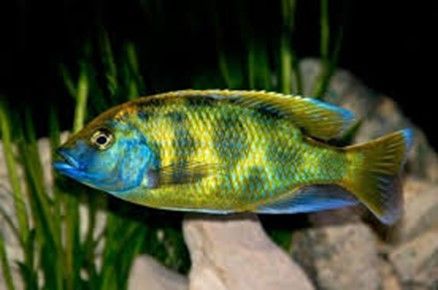 NIMBOCHROMIS VENUSTUS HAPLO - LEOPARD NIMBOCHROMIS VENUSTUS HAPLO - LEOPARD