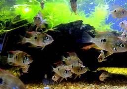 THORICHTHYS ELLIOTI MACULIPINNIS THORICHTHYS ELLIOTI MACULIPINNIS