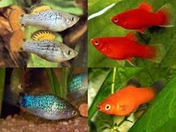 PLATY PERROQUET BLACK HAWAÏ XIPHOPHORUS VARIATUS PLATY PERROQUET BLACK HAWAÏ XIPHOPHORUS VARIATUS