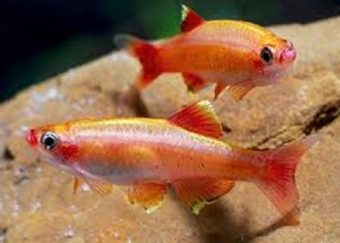 Tanichthys Albonubes Golden White Cloud Tanichthys Albonubes Golden White Cloud