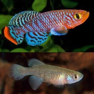 KILLI ARC EN CIEL  « Nothobranchius Rachovïï » KILLI ARC EN CIEL
« Nothobranchius Rachovïï »