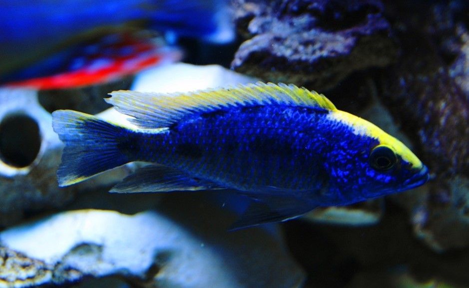 Othopharynx Lithobates Othopharynx Lithobates