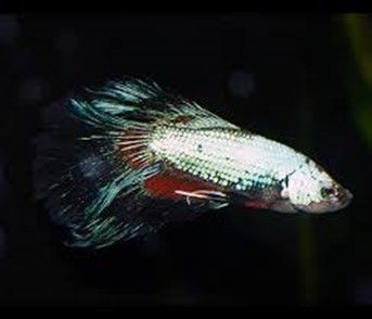 Betta splendens Halfmoon « femelle » Betta splendens Halfmoon « femelle »