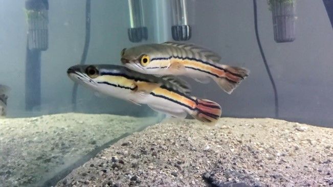 CHANNA MICROPELTES CHANNA MICROPELTES