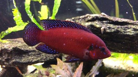 Hemichromis exsul Hemichromis exsul