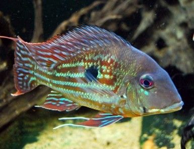 GEOPHAGUS WINEMILLERI GEOPHAGUS WINEMILLERI