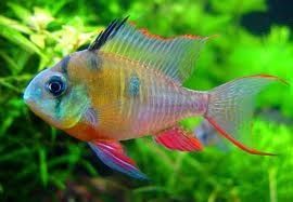 TMIKROGEOPHAGUS ALTISPINOSUS TMIKROGEOPHAGUS ALTISPINOSUS