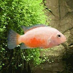Cichlasoma Nigrofasciatum gold Amatitlania nigrofasciata Cichlasoma Nigrofasciatum gold
Amatitlania nigrofasciata