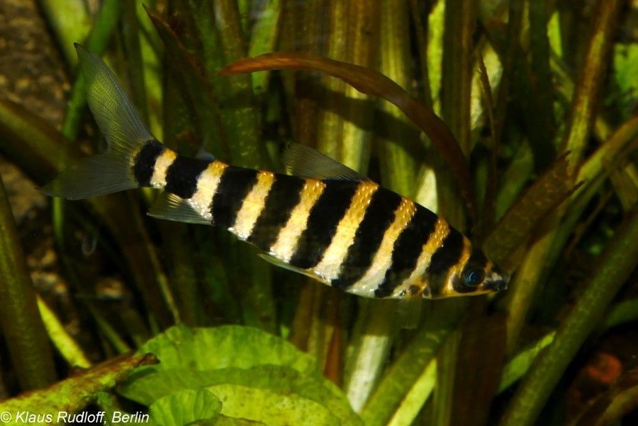 LEPORINUS AFFINIS  LEPORINUS AFFINIS