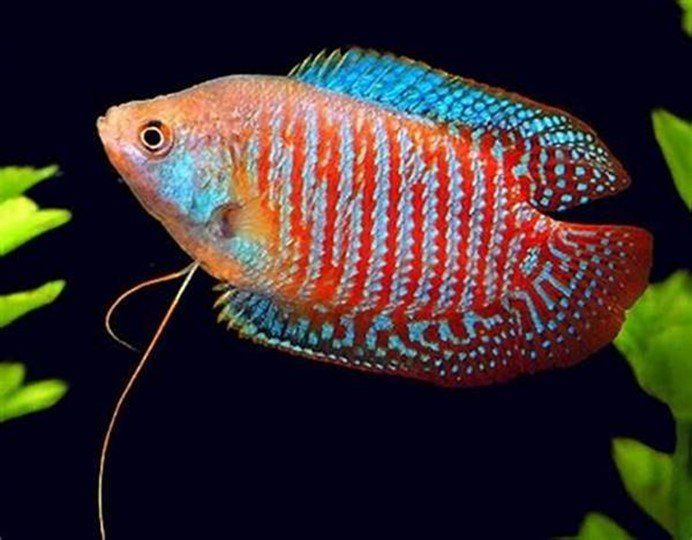 COLISA LALIA RAINBOW COLISA LALIA RAINBOW