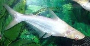 REQUIN SIAMOIS ou SILURE REQUIN REQUIN SIAMOIS ou SILURE REQUIN