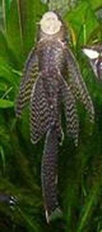 ANCISTRUS THEMMINCKII SILLURE BLEU ANCISTRUS THEMMINCKII
SILLURE BLEU