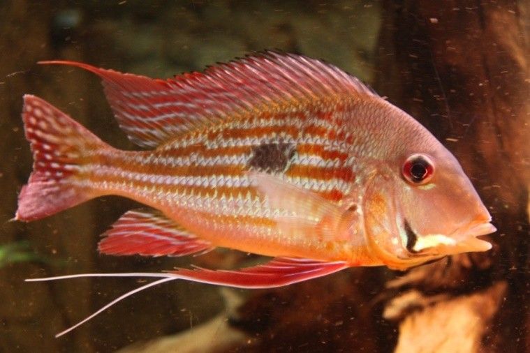 GEOPHAGUS WINEMILLERI GEOPHAGUS WINEMILLERI