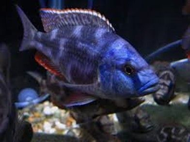 NIMBOCHROMIS LIVINGSTONII NIMBOCHROMIS LIVINGSTONII