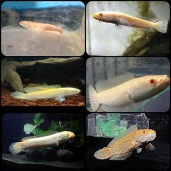 CHANNA STRIATA GOLD ALBIN  LE POISSON A TETE DE SERPENT CHANNA STRIATA GOLD ALBIN  LE POISSON A TETE DE SERPENT