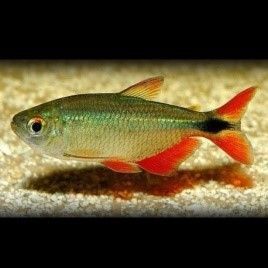 TETRA LOSANGE (Hemmigrammus Caudovittatus) 1 € TETRA LOSANGE (Hemmigrammus Caudovittatus) 1 €